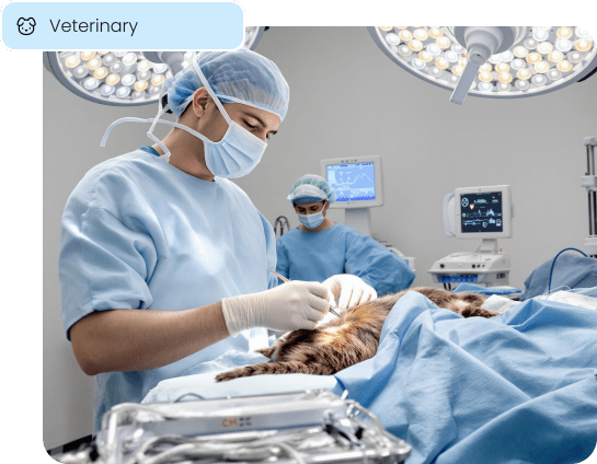A veterinarian performs a procedure, representing the detailed services that can be itemized on a professional invoice for a veterinary clinic.